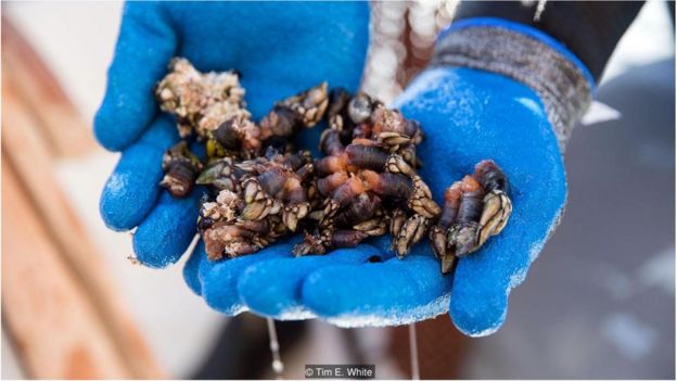 Mergulhador com percebes