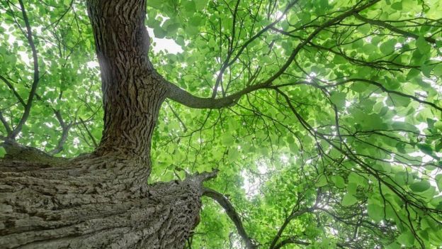 Árbol Catalpa