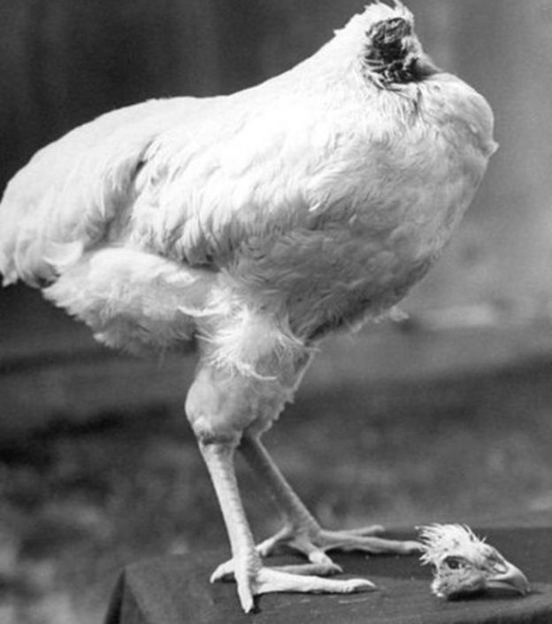 'மிராகிள் மைக்'