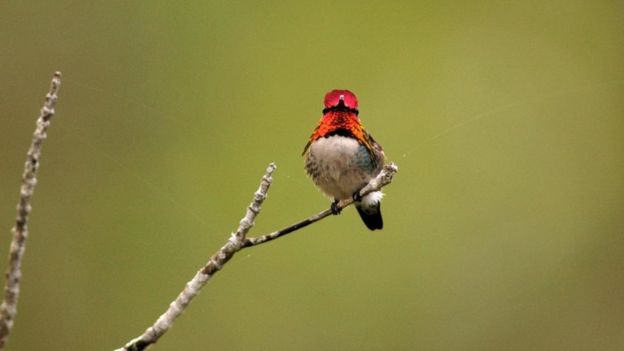 ما هي الحيوانات 