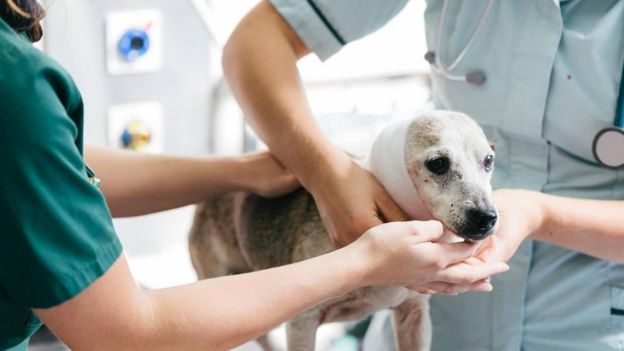 Perra siendo tratada por veterinarios.