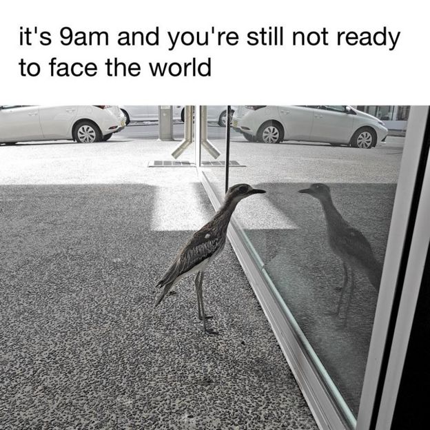 Kuşun fotoğrafıyla yapılan esprilerden biri: Sabahın 9.00'u ve sen hala dünyayla yüzleşmeye hazır değilsin.