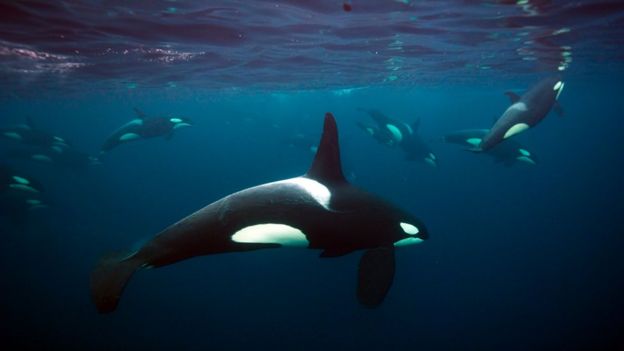 Blue Planet II orcas