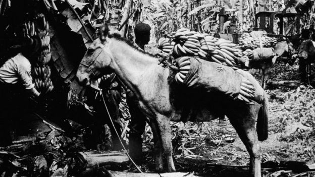 Plantación bananera de inicios de siglo en Centroamérica