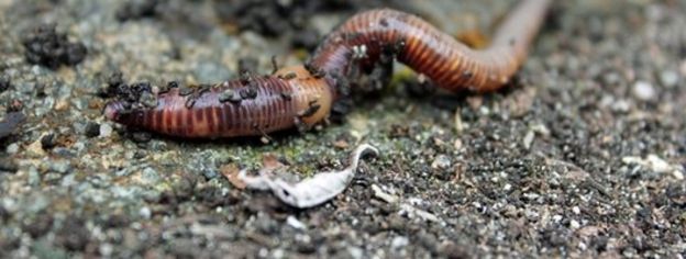 Earthworm