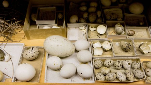Colección de huevos
