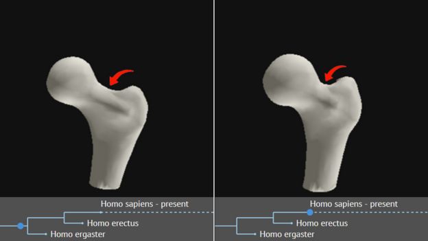 A computer model showing representations of the shape of the thigh bone changing over time