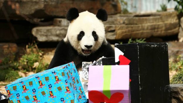 China regaló osos pandas a Estados Unidos.