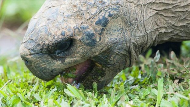 Tartaruga gigante de Galápagos se alimenta de vegetação