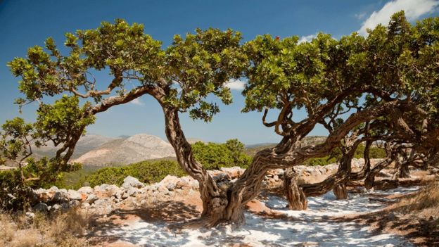 La resina que se obtiene de este árbol es la principal fuente de ingresos en la isla de Quíos.
