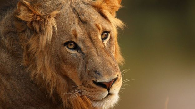 Leão no Kruger Park