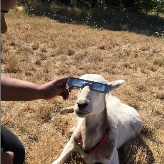 Una cabra con lentes de eclipse.