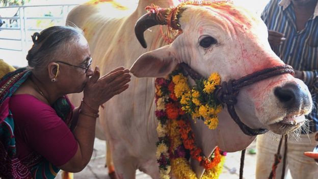 ভারতের হিন্দুত্ববাদী বিজেপি সরকার গরু রক্ষায় নানা পদক্ষেপ নিয়েছে