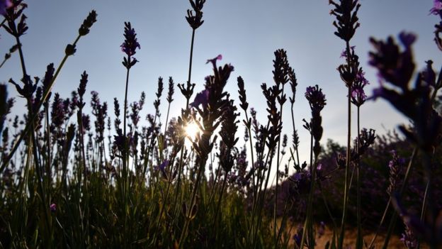 Mayfield là vườn hoa oải hương lớn nhất tại Anh, với diện tích 25 mẫu (khoảng 10 hecta) tại vùng Banstead (Surrey, Anh)