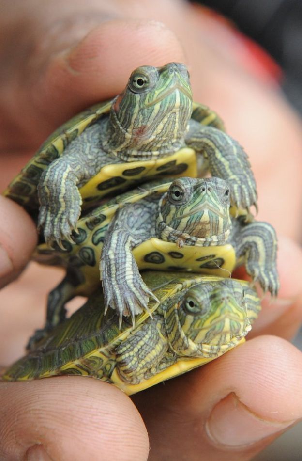 Three baby red eared slider turtles stacked in someone's hand