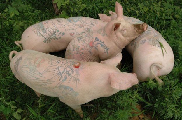 Cerdos con tatuajes