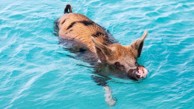 Un cerdo nadando