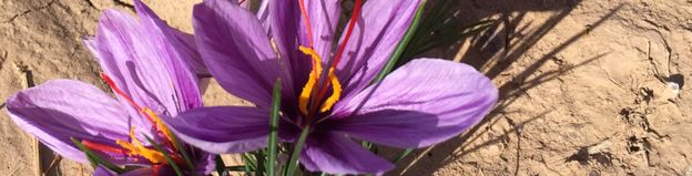 Flor da espécie Crocus sativus