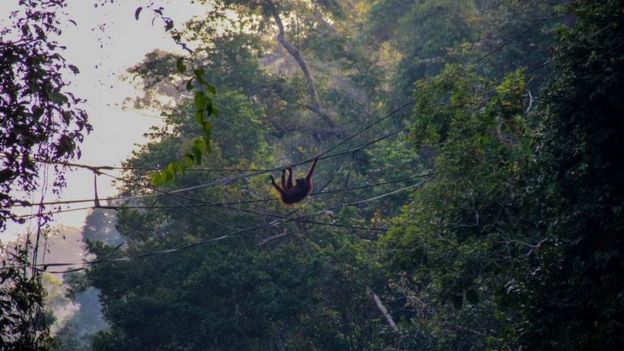 Orangutan insan yapımı köprüyü kullanırken