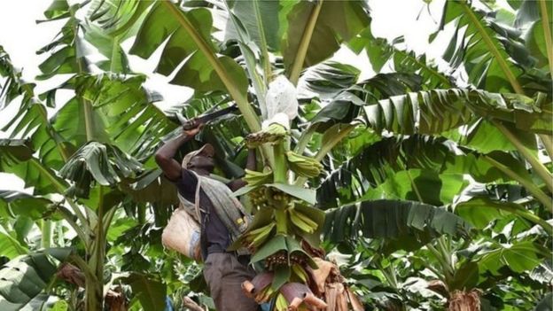 La banane est le 3ème produit d'exportation du Cameroun, derrière le pétrole