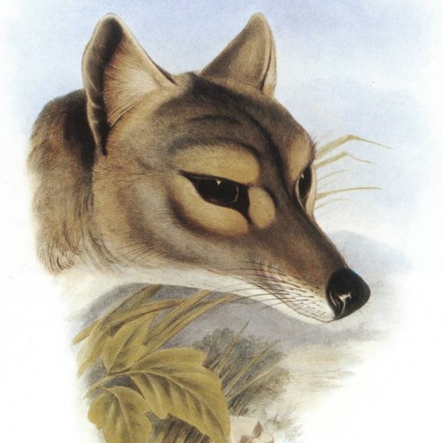 Ilustración del tigre de Tasmania