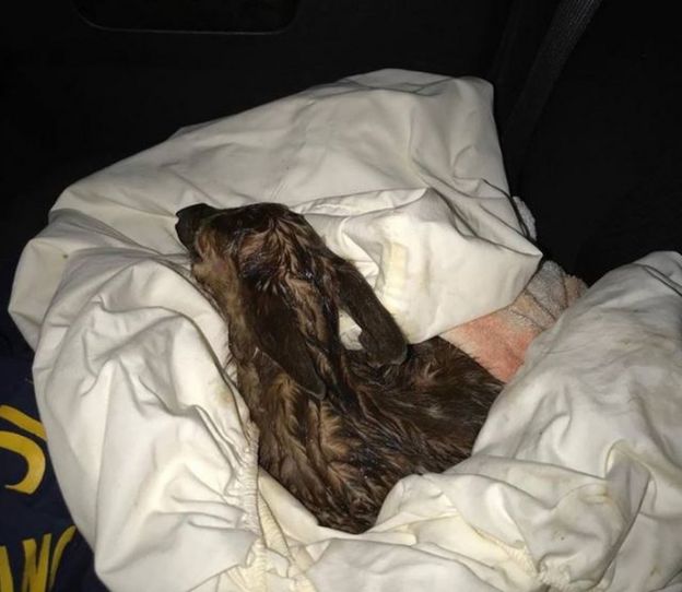 Photos showed the swaddled fawn in the back of the police cruiser