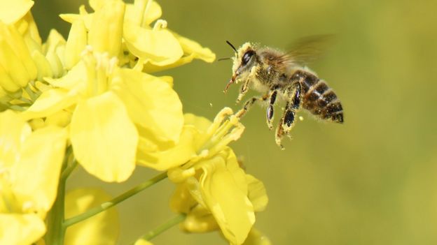 neonicotinoids