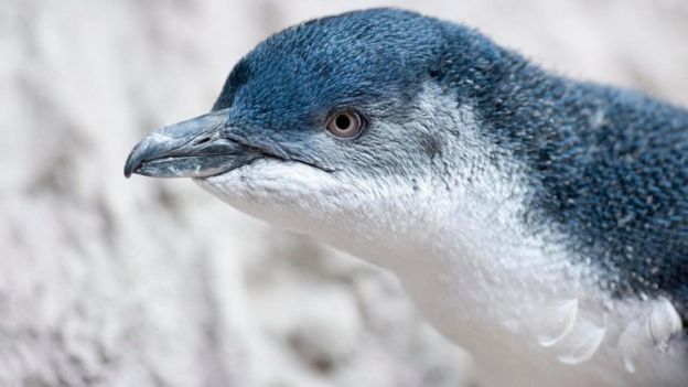 லிட்டில் ப்ளூ பென்குயின்