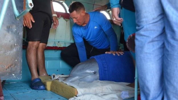A dolphin is prepared to be transferred from Ciego de Avila
