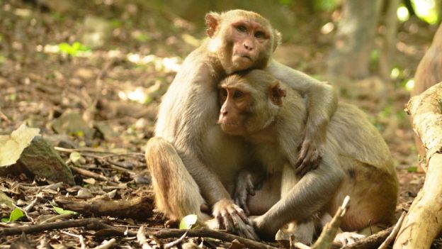 Pair of monkeys