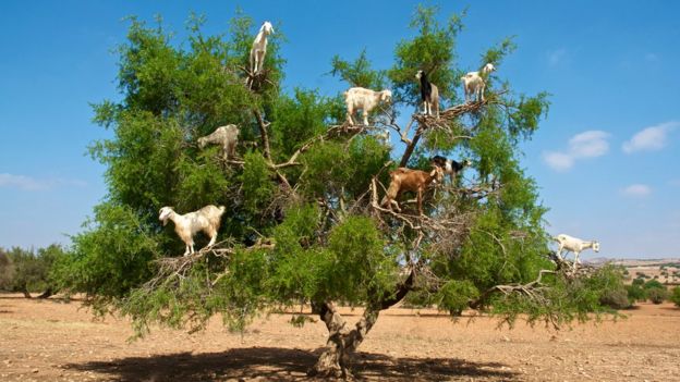 Cabras en Marruecos