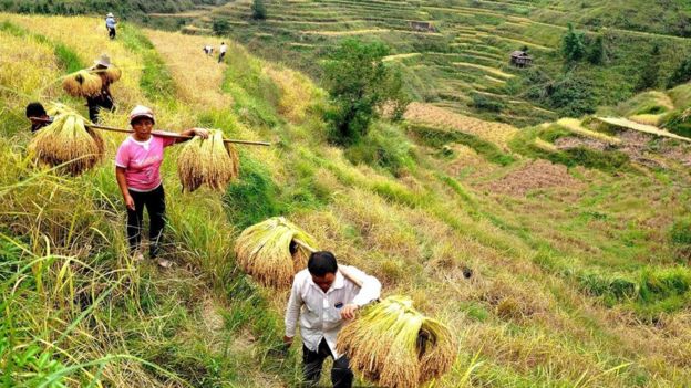 Personas cosechando arroz