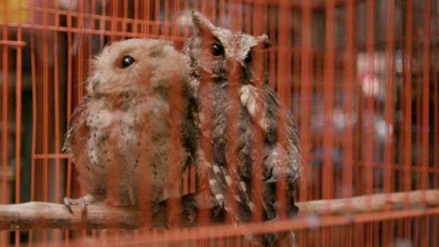 burung hantu