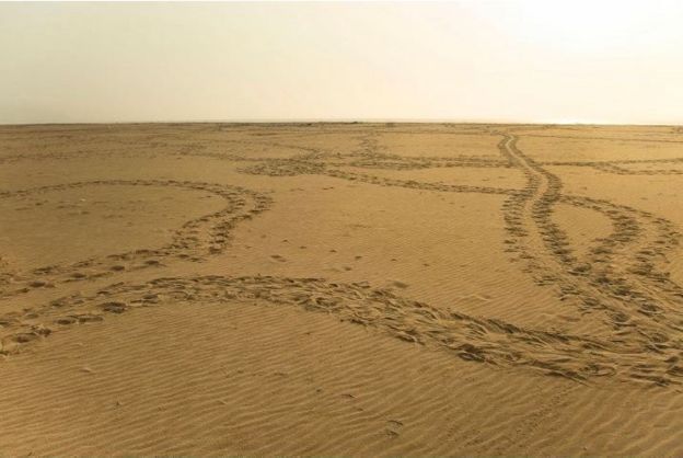The arribada nesting beach with turtle tracks
