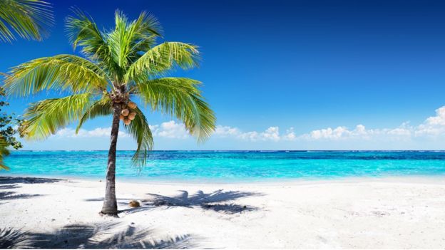 A Caribbean beach with white sand and a palm tree