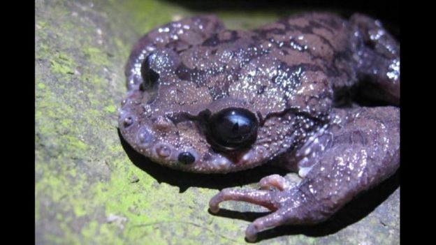 Cuidado: 8 Animales tiernos pero Letales Cuidado: 8 Animales tiernos pero Letales