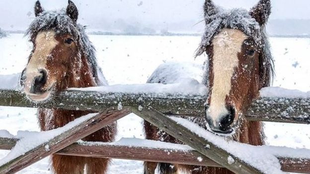 Horses in the snow in Snetterton, Norfolk