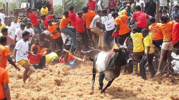 ஜல்லிக்கட்டு