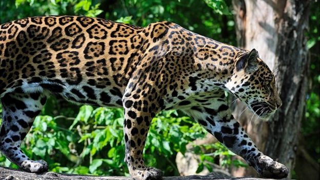 Un jaguar en la selva