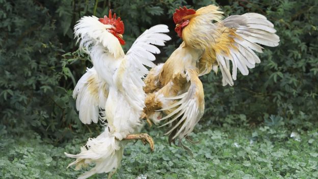 gallos peleando
