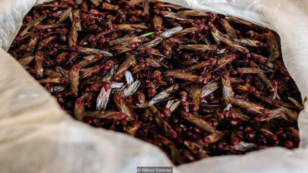 Meksika'da böcek yemek çok eskilere dayanan bir gelenek.