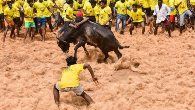 காளையை அடக்கும் வீரன் - சசிகுமார்