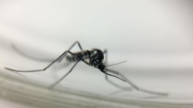 Mosquito Sabethes