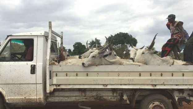 Herders transport cattle to Lafia market