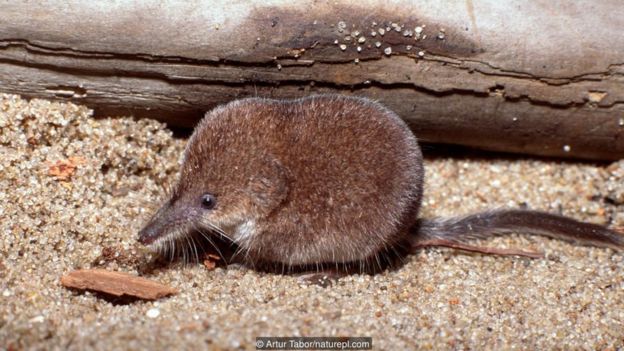 Celurut kerdil (Sorex minutus) FOTO: ARTUR TABOR/NATUREPL.COM
