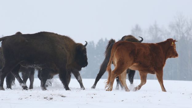 Cow among wild bison, Poland, January 2018