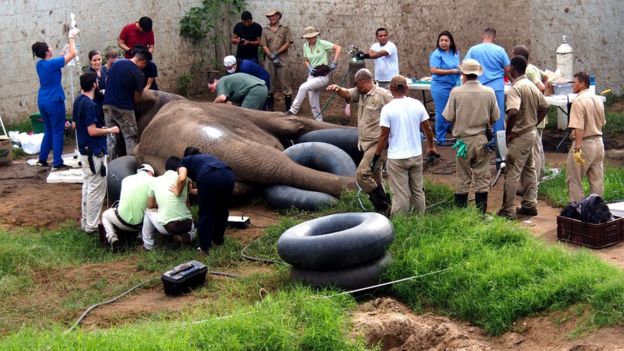 Tantor the Elephant at Barranquilla Zoo has surgery 11/11/17