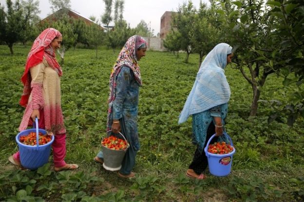 Kashmiri women carry buckets filled with harvested strawberries at a field on the outskirts of Srinagar, the summer capital of Indian Kashmir, 16 May 2017