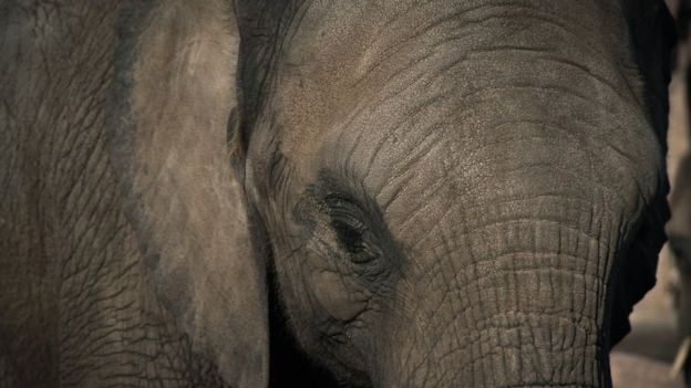 Elefante