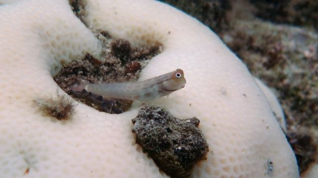 Goby perches on bleached coral